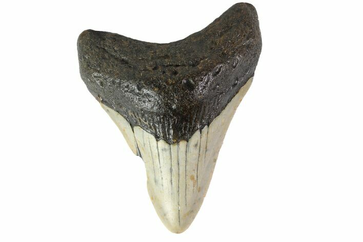 Fossil Megalodon Tooth - North Carolina #152985
